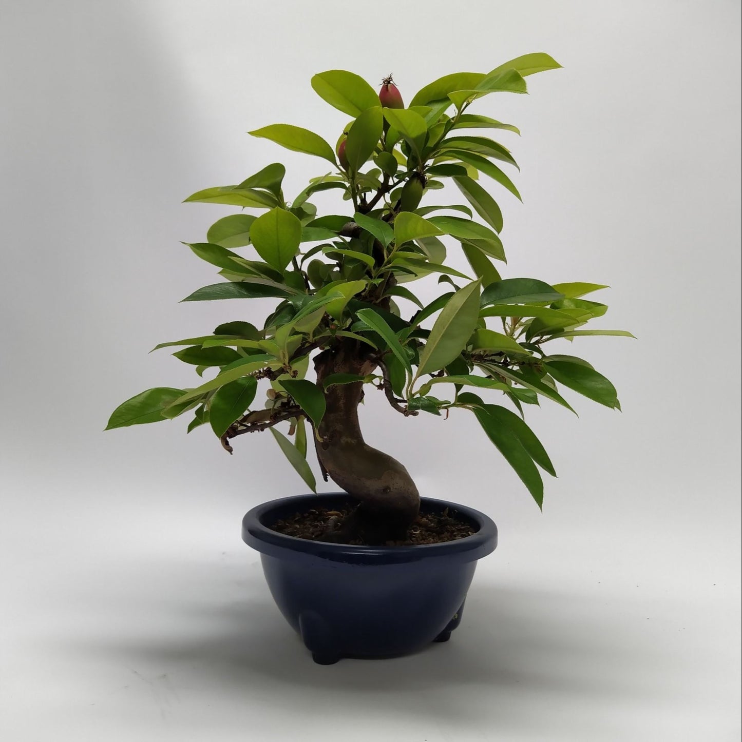 بونزاي السفرجل الصيني  Bonsai 22 cm (herkomst: Japan)