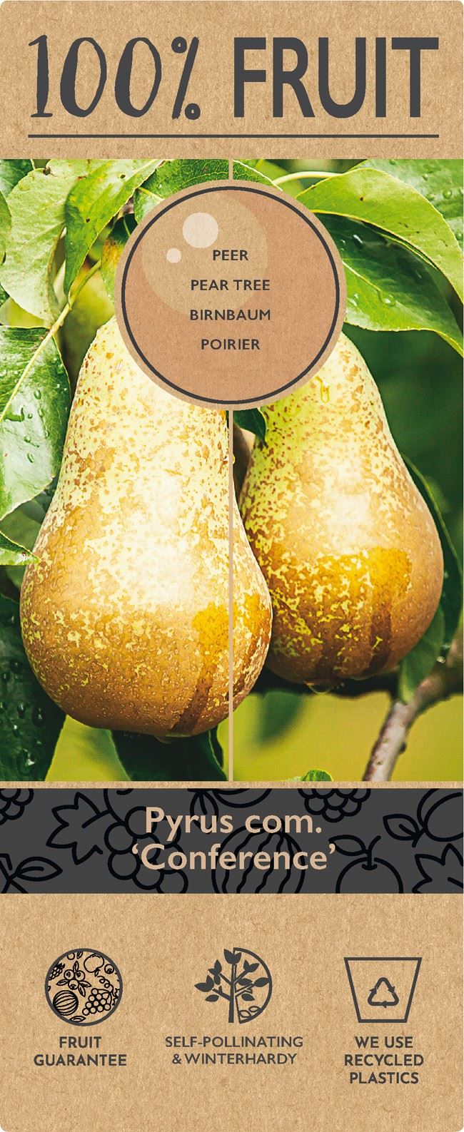 عرموط اخضر  Patiobomen ‘Conference’, 100% Fruit, P21