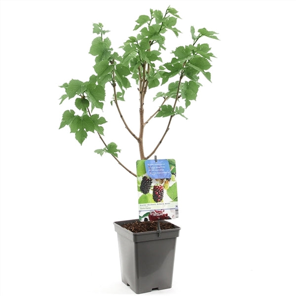 Morus nigra black persian   توت أسود خارجي حلو