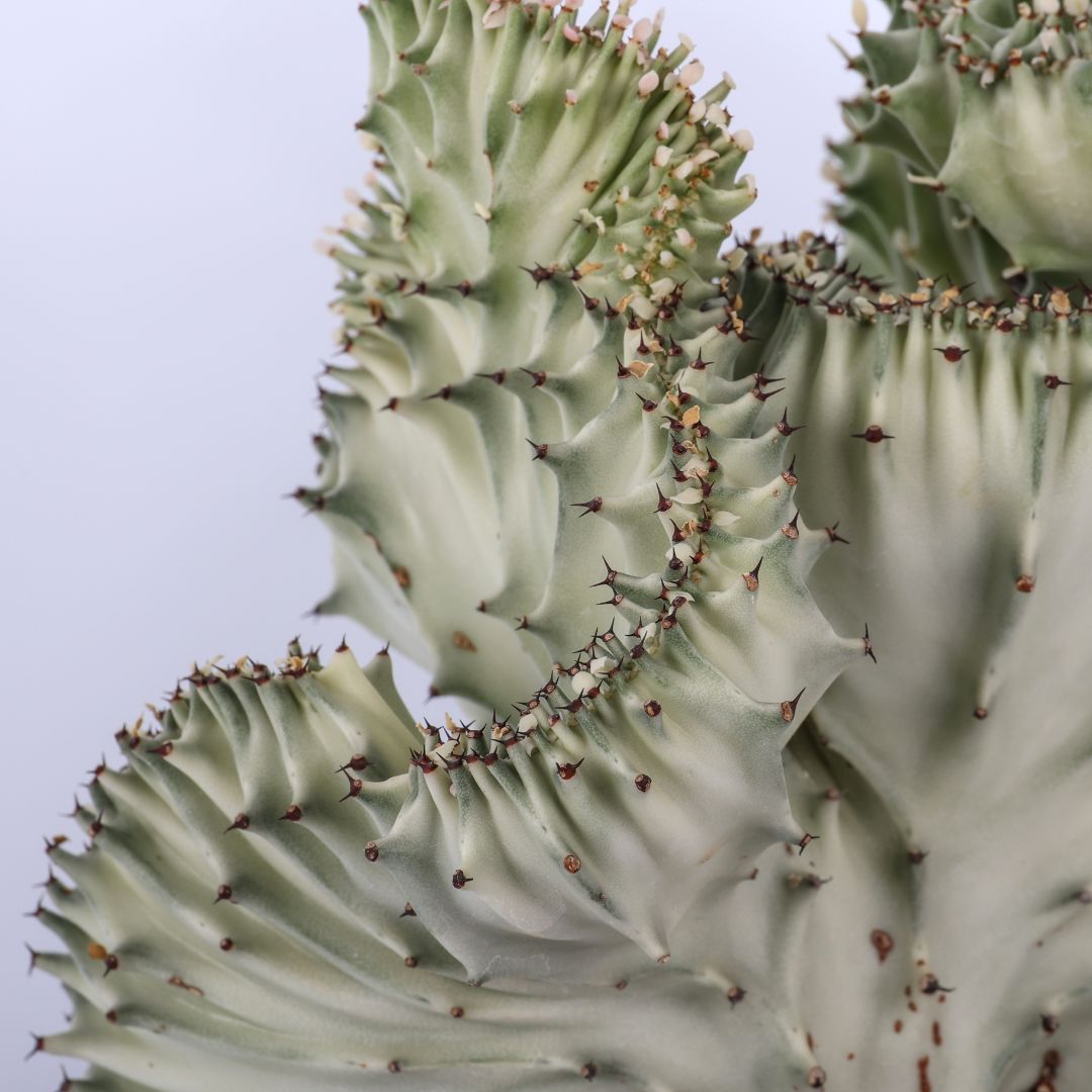 Euphorbia lactea cristata يوفوربيا لاكتيا كريستاتا