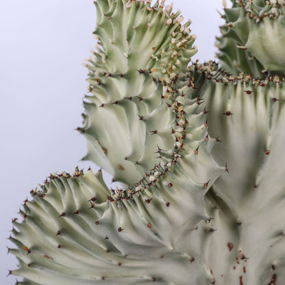 Euphorbia lactea cristata يوفوربيا لاكتيا كريستاتا