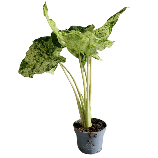 Alocasia Macrorizza Splash 24 cm