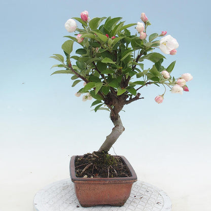 Bonsai بونزاي التفاح