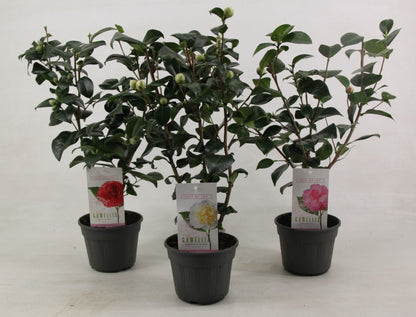 Camellia japonica mixed 15 cm (rauw)