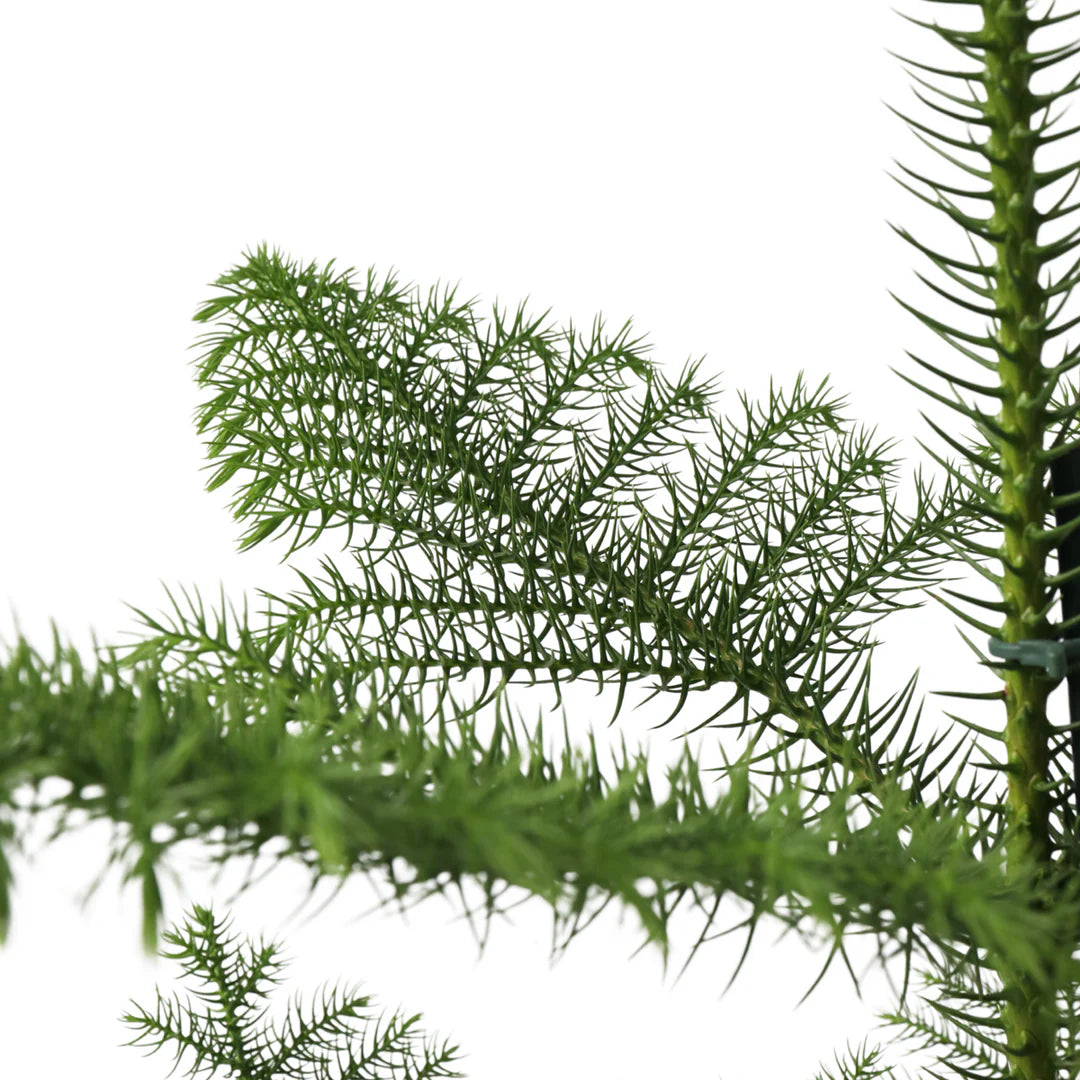 Araucaria heterophylla  شجرة