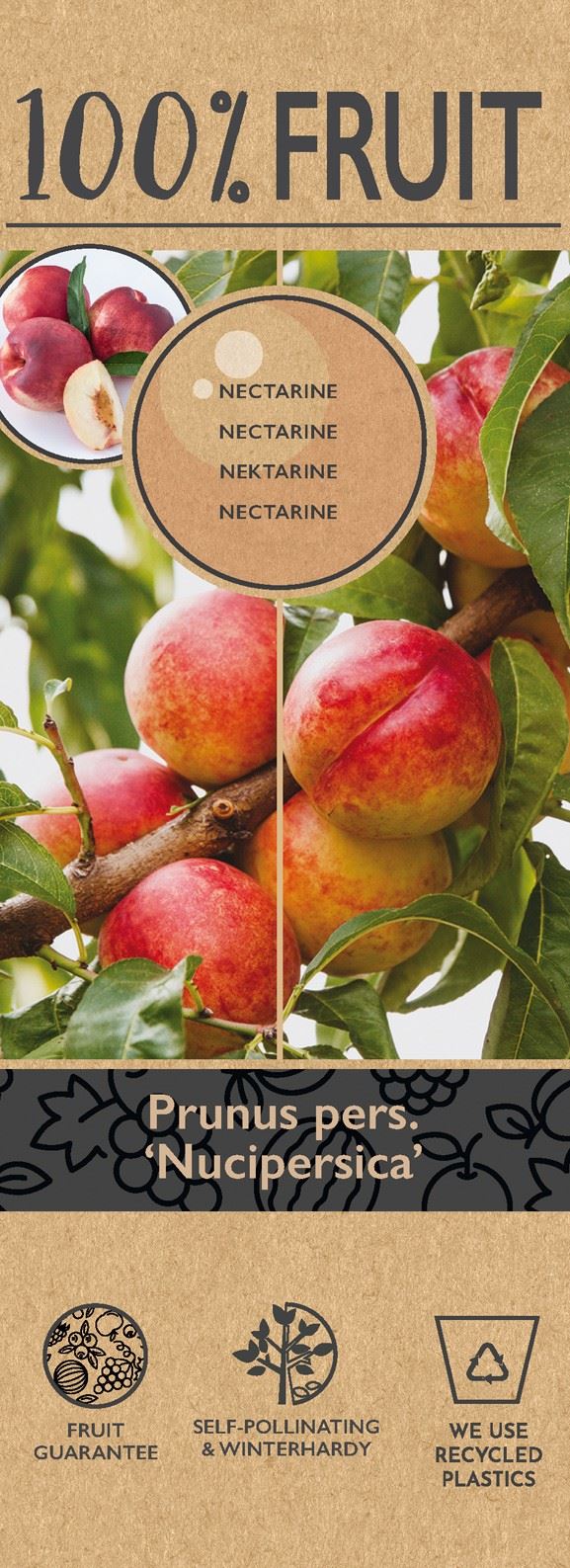 خوخ نكترين  ‘Nectarine’ 100% fruit, P21