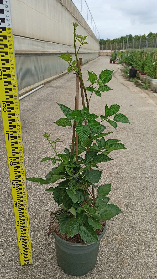 Rubus thornless evergreen توت بلاك بيري