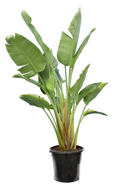 Strelitzia augusta ستريليزيا أوغستا