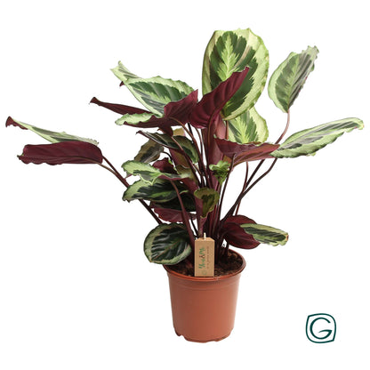 Calathea Marion p21