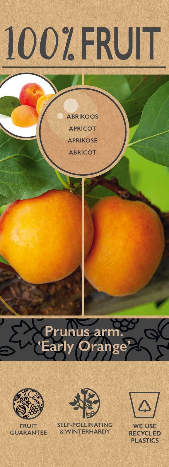 مشمش كبيرة  Patiobomen ‘Abrikoos’ 100% Fruit, P21