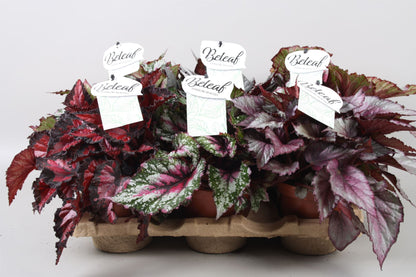 Begonia Beleaf in Eco tray