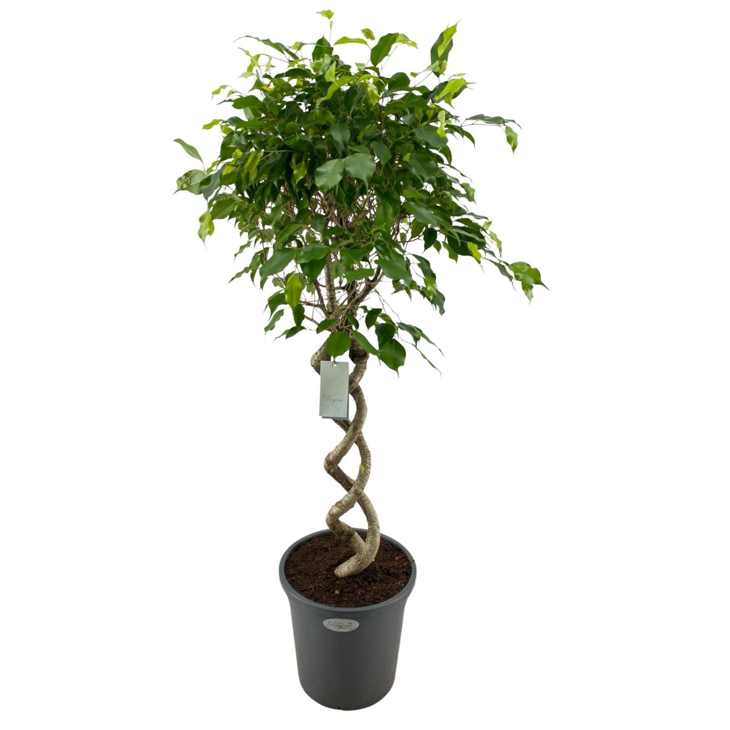 Ficus Benjamina Exotica double spiral 31cm فيكوس بنجامينا إكزوتيكا ضفيرة مزدوجة