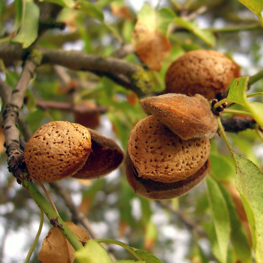 لوز dulcis ‘Amandelboom’