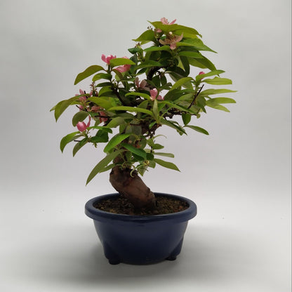 بونزاي السفرجل الصيني  Bonsai 22 cm (herkomst: Japan)