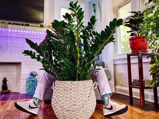 zamiifolia Zamioculcas 17cm زامييفوليا زاميوكولكاس