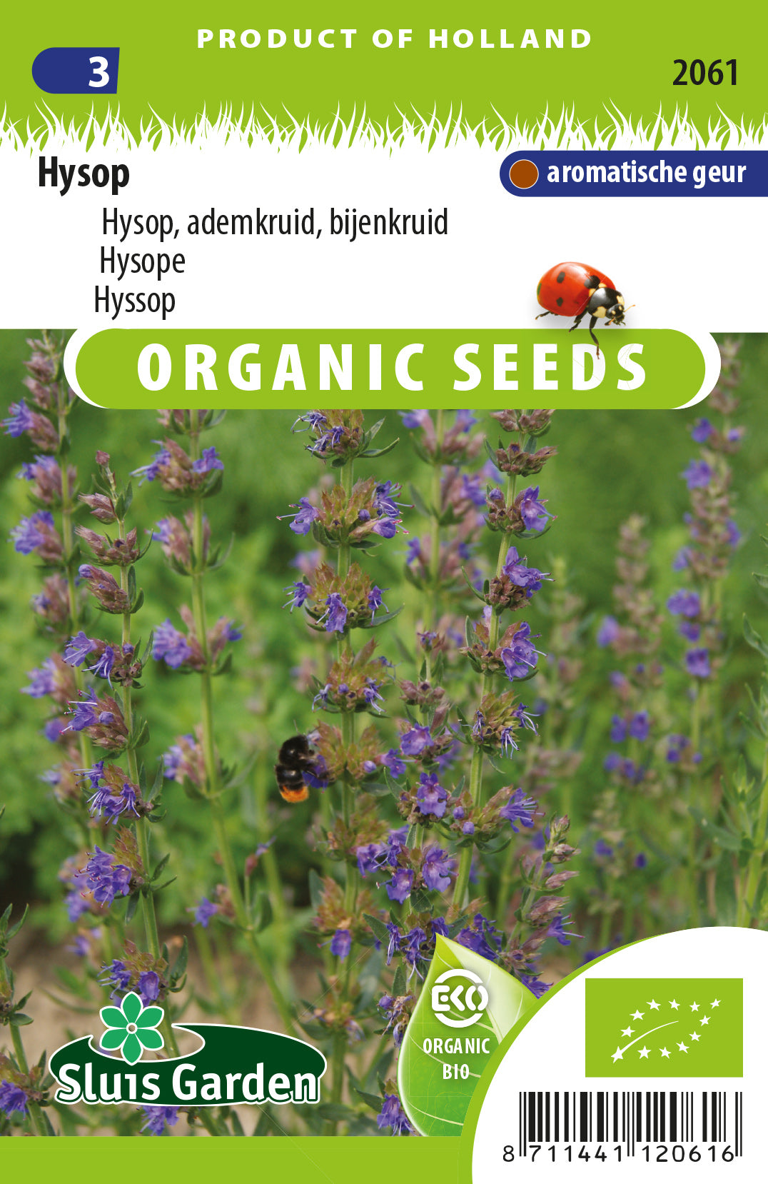 Hyssop BIO