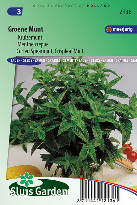 Curled Spearmint Crispleaf Mint