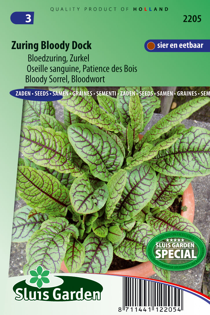 Sorrel Bloody Dock Rumex sanguine