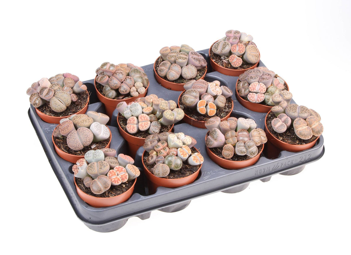 Lithops hybride صبار حجري