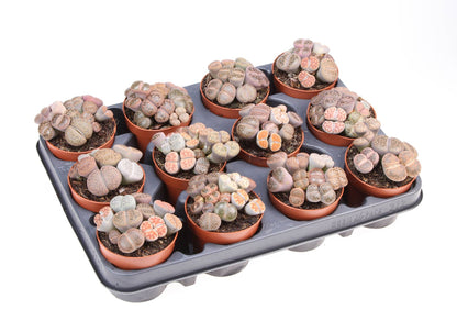 Lithops hybride صبار حجري