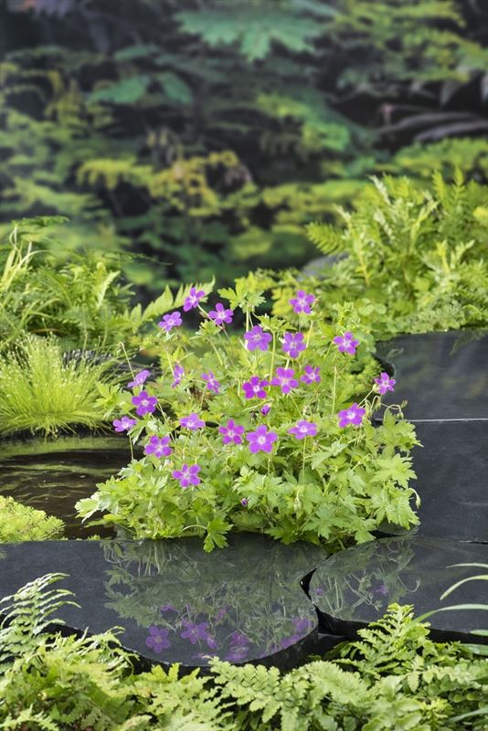 Geranium palustris نبات  العطرة