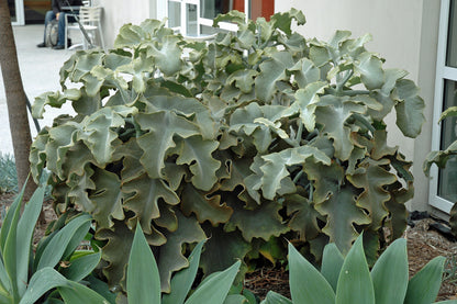 Kalanchoe beharensis