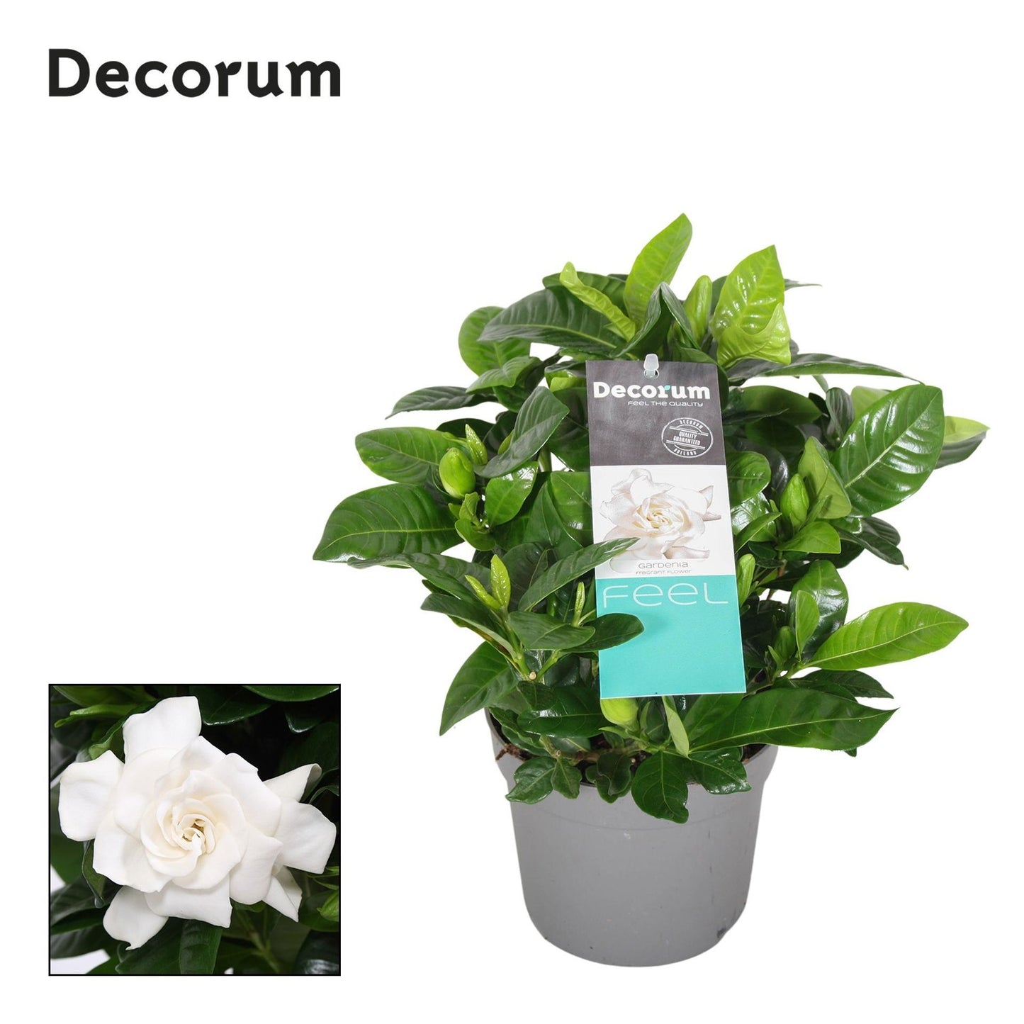 Gardenia jasminoides قاردينا