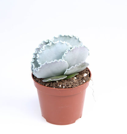 Cotyledon orb. oblonga صبار حبة