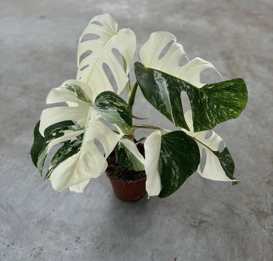 مونستيرا مبرغشة Monstera Deliciosa Variegata Super White