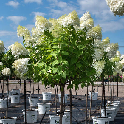 Hydrangea ma. هيدرنجا