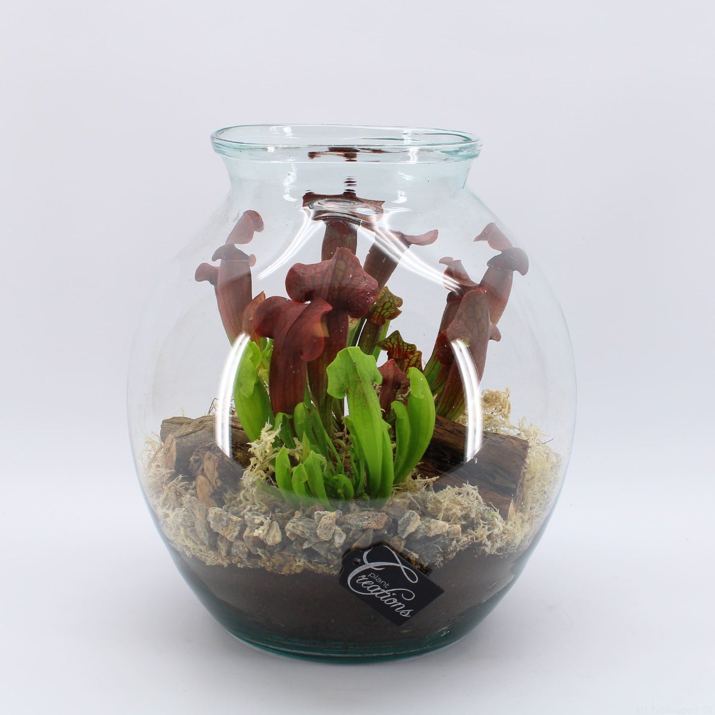 اكلات حشرات  terrarium