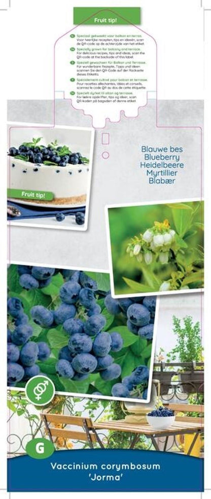 بلوبيري Jorma Compacte blauwe bes