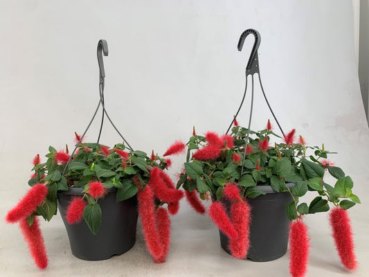 Acalypha Pendula نبات القط الاحمر