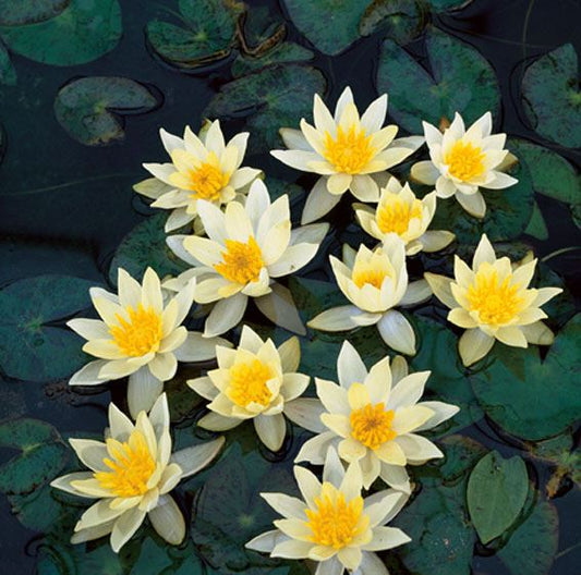 Nymphaea Pygmaea Helvola (3L)