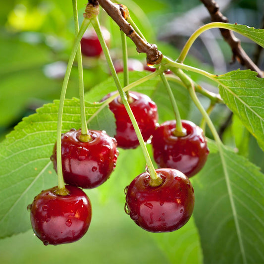 كرز ستيلا الاحمر  Patiobomen ‘Stella’, 100% Fruit, P21