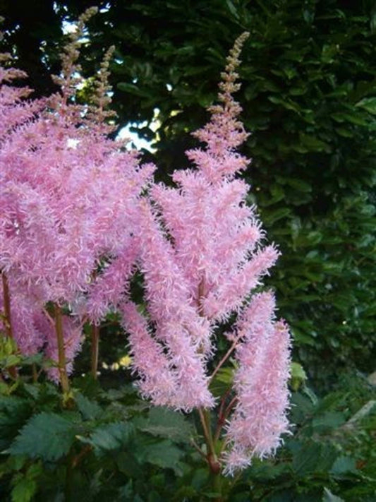 Astilbe Arendsii "Icecream" العشبة العطرية