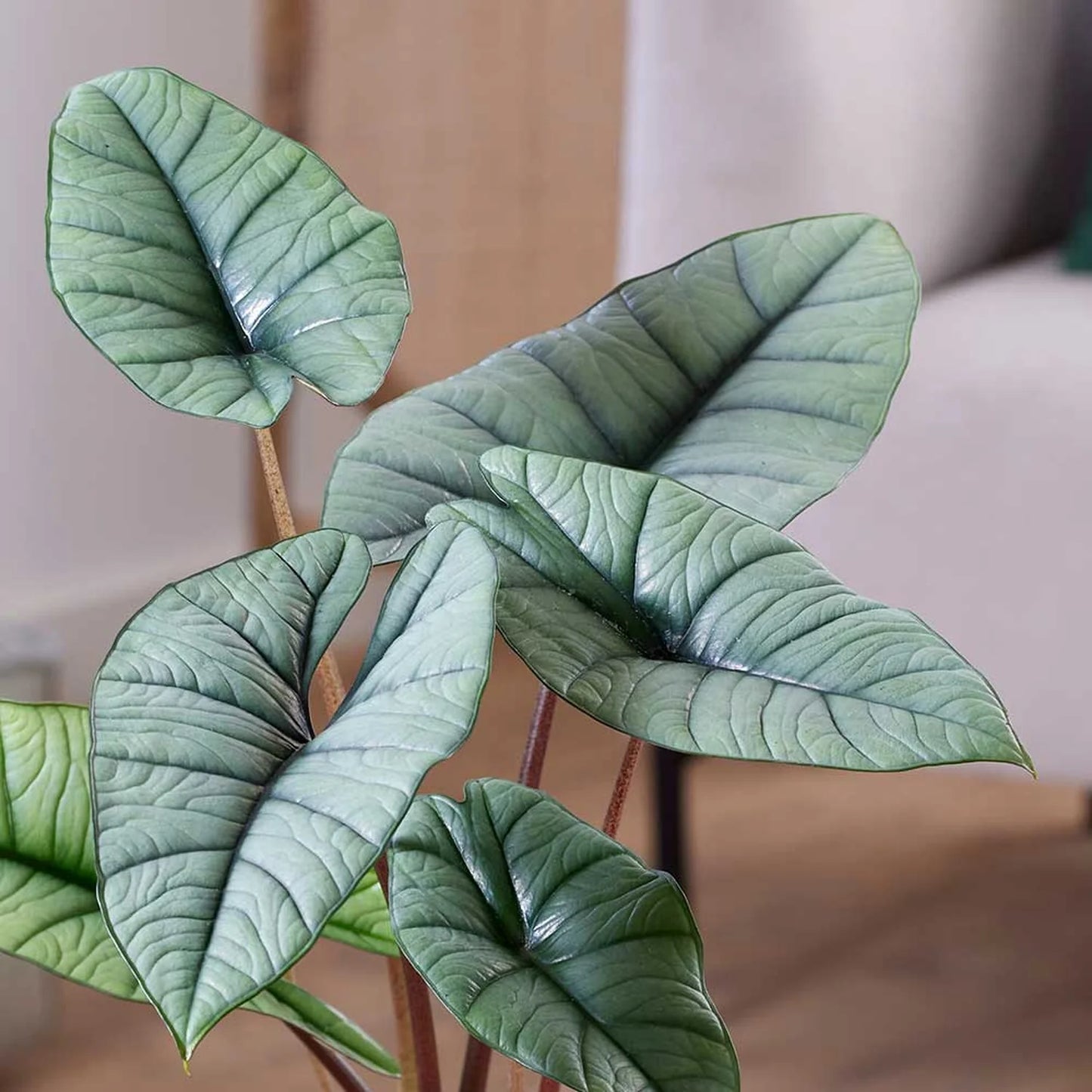 Alocasia plantinum 19 p