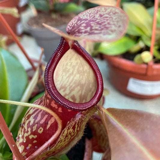 مونكي جار Nepenthes Monkey