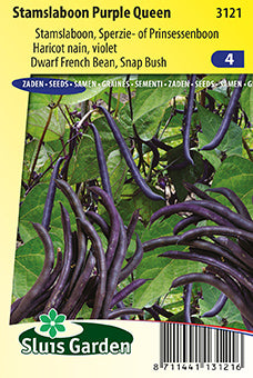 Dwarf French Bean Purple Queen