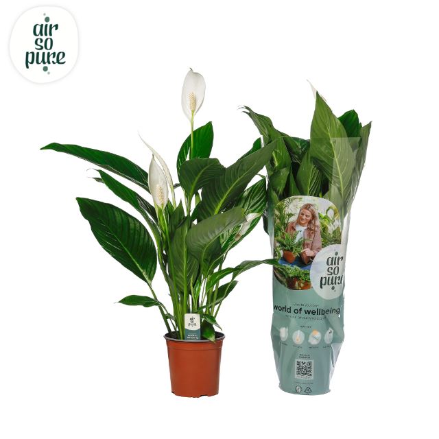 Spat Bingo Cupido 17cm Air So Pure Spathiphyllum 17cm Air So Pure