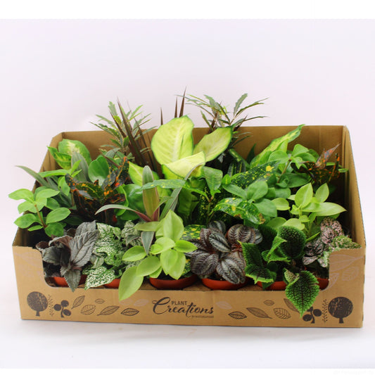 one of  Mixplant showbox