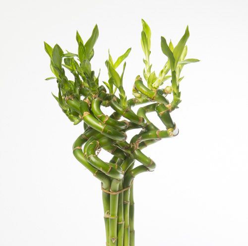 Lucky Bamboo Stem Spiral 80cm بامبو