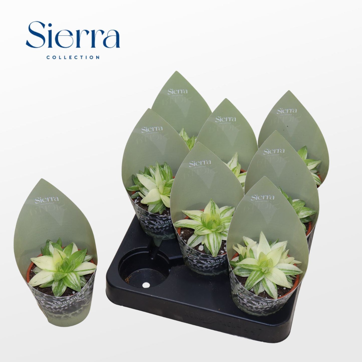 صبار مبرغش Haworthia Ssp. Variagata (Sierra)