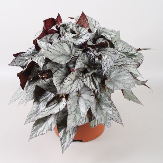 Begonia Beleaf Arctic Breeze