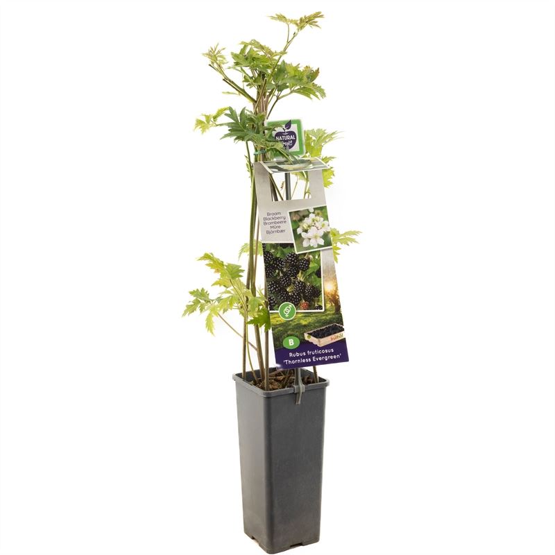 بلاك بيري  Thornless Evergre Doornloze zoete braam