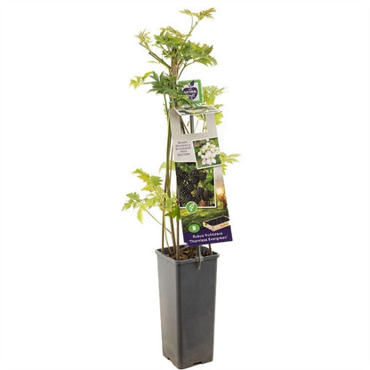 بلاك بيري  Thornless Evergre Doornloze zoete braam