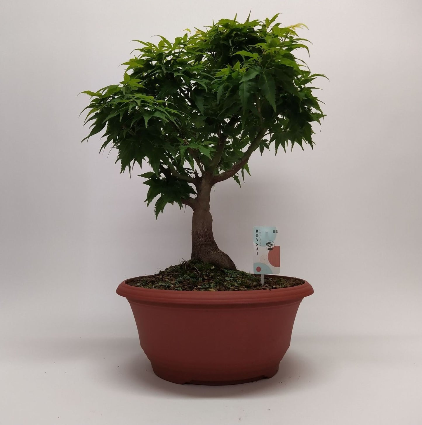 Acer Palmatum Sharp S Pygmy Bonsai 36 cm بونزاي الايسر