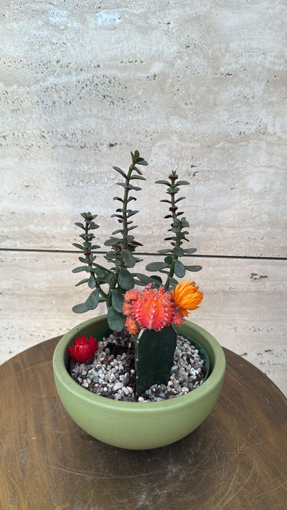 حوض صبار ملون