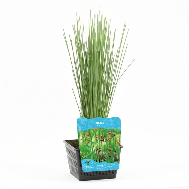 Juncus inflexus البامبو الياباني