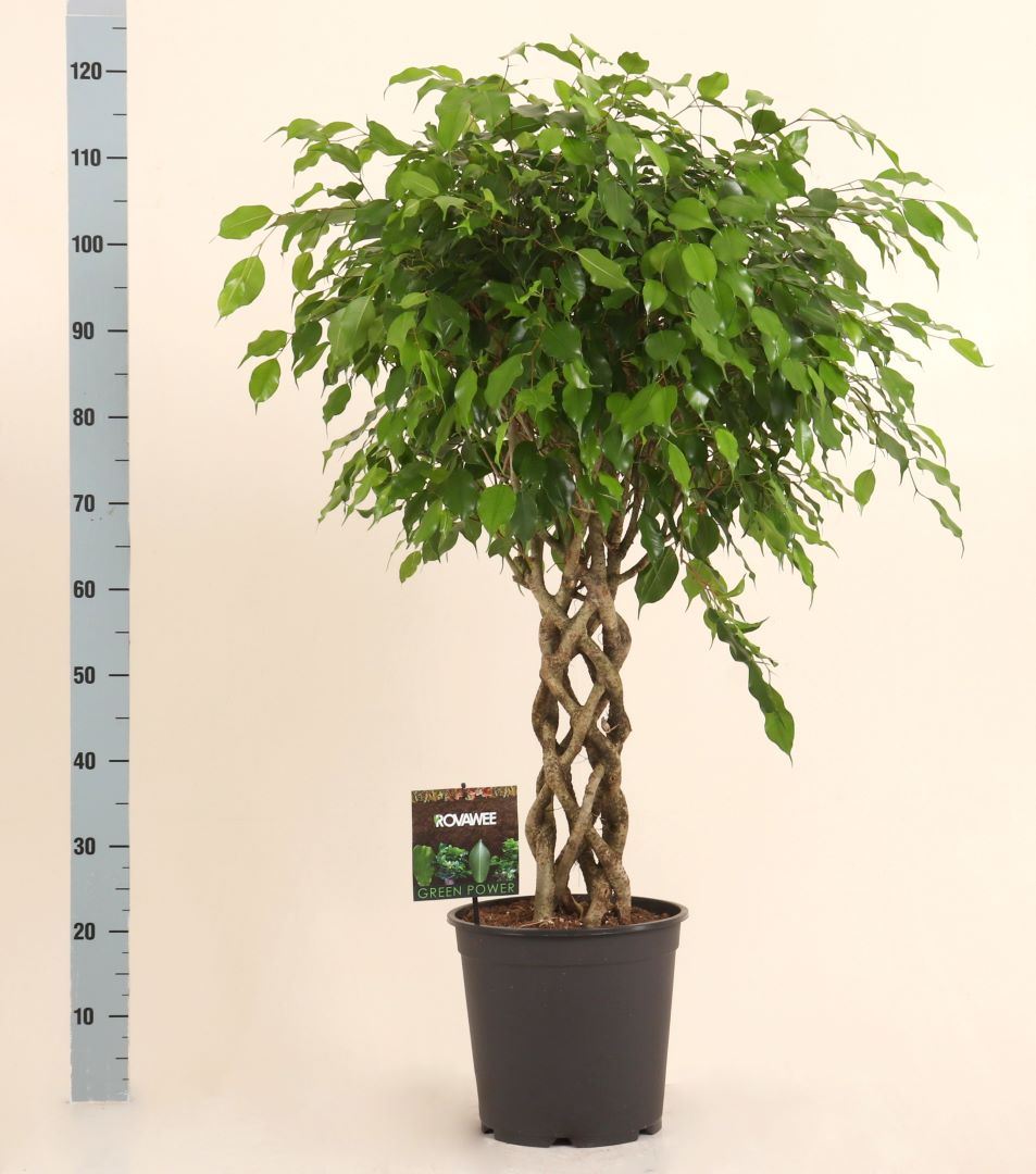 Ficus benj. Exotica braided cilinder 27cm فيكوس بنجامينا إكزوتيكا ضفيرة أسطوانية